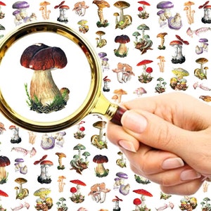 Nail Decals (5 sheets) Cute Funky Realistic Mushrooms and Fungi FLONZ 101-021