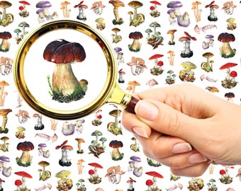 Nail Decals (5 sheets) Cute Funky Realistic Mushrooms and Fungi FLONZ 101-021