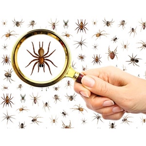 Puede incluir: Una lupa se sostiene sobre una superficie blanca con muchas arañas pequeñas de color marrón. La lupa muestra un primer plano de una araña marrón más grande con patas largas.