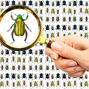 Nail Decals (5 sheets) Creepy Crawly Bright Bugs and Beetles FLONZ 101-207