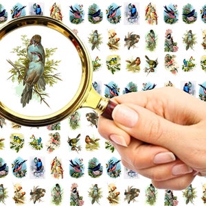 Nail Decals (5 sheets) Gorgeous Delicate Birds and Garden Scenes FLONZ 101-204