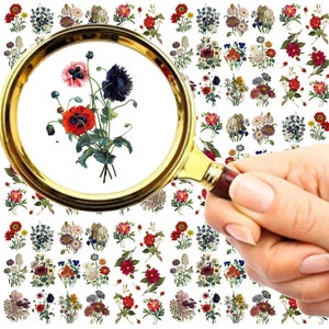 Nageldekaler (5 ark) Vilda blommor och vackra, graciösa växter FLONZ 101-203