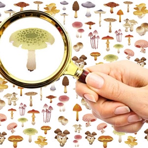 Nail Decals (5 sheets) Funky Little Colorful Mushrooms and Fungi FLONZ 101-108
