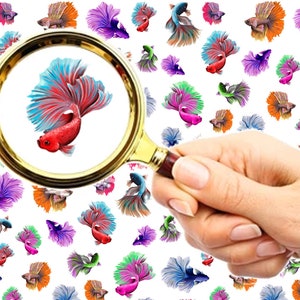 Nail Decals (5 sheets) Colorful Beta Fighting Fish FLONZ 101-010