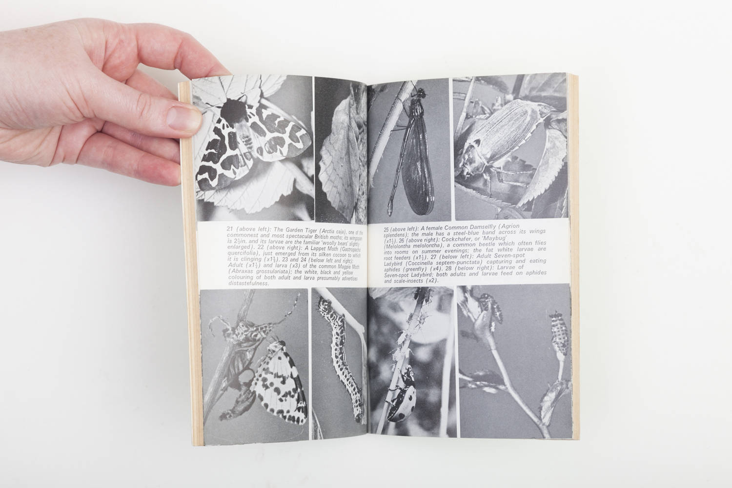 Discovering Garden Insects and Other Invertebrates by Anthony Wootton ...