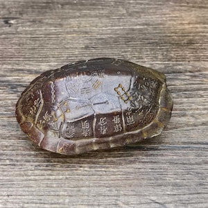 May include: A brown turtle shell with etched markings and symbols. The shell has a textured surface and is displayed on a wooden background. The shell's color varies from dark brown to lighter shades.