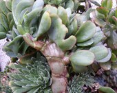 Crassula arborescens 39 Break Dancer 39 . Beautiful crested blue Jade.