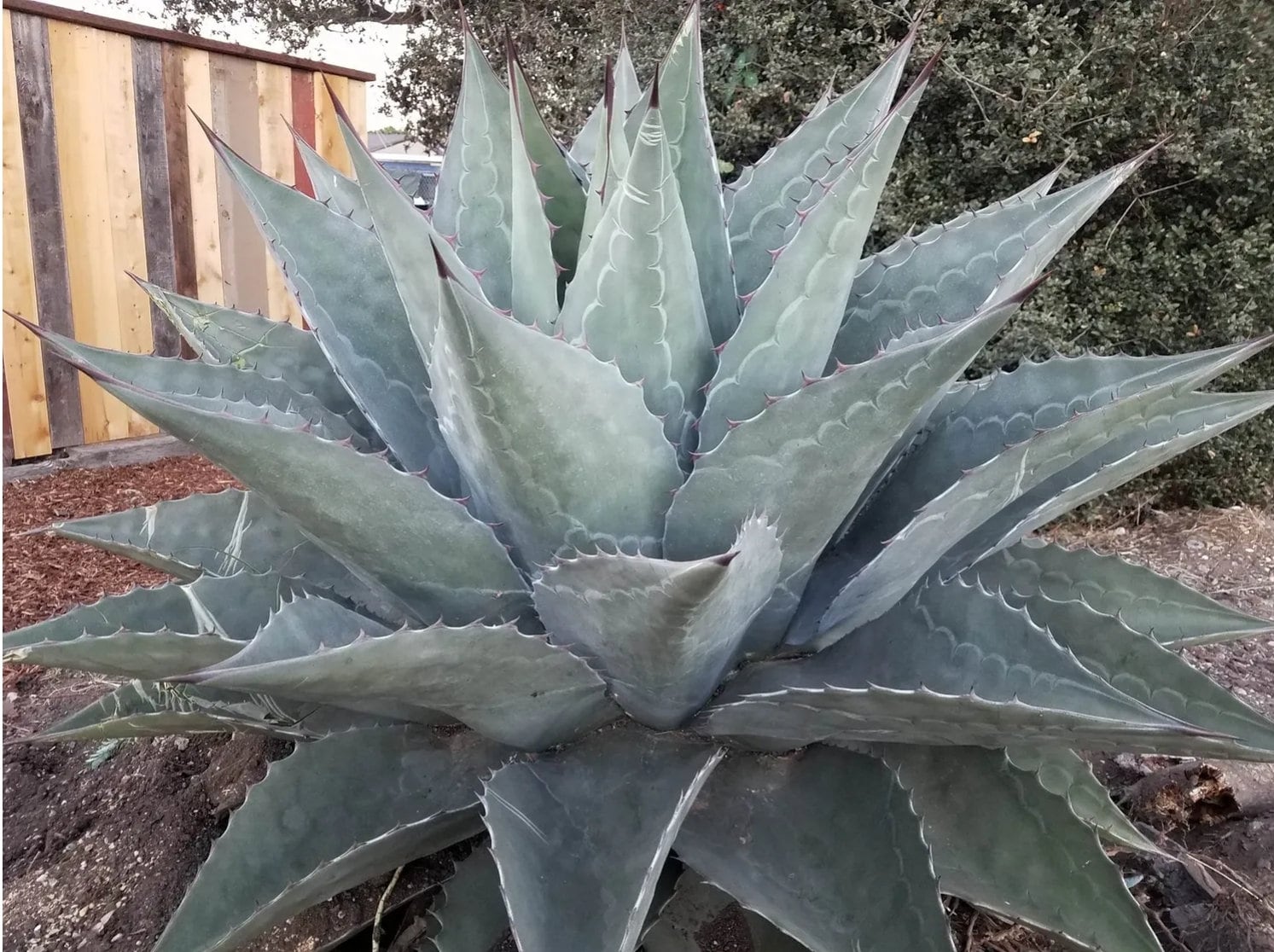 Agave Montana 'big Sky' - Etsy