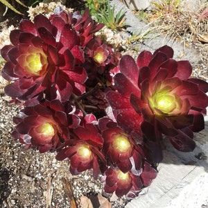 Aeonium 'Dark Star'.  New hybrid.