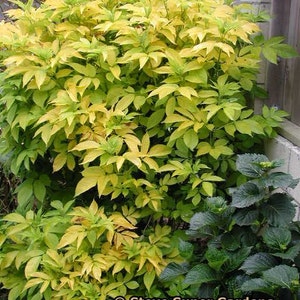 Sambucus nigra 'Aurea' Chartreuse Black Elderberry Beautiful and hardy image 1