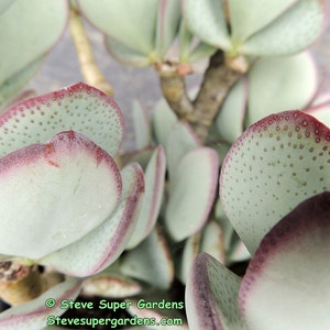 Crassula arborescens (Silver Dollar Plant)-  Beautiful smokey blue!