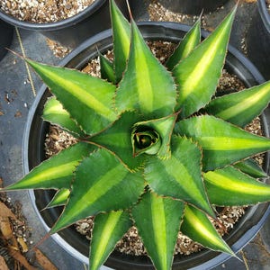 Hybrid Agave - Etsy