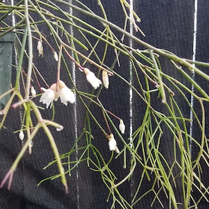 Rhipsalis burchellii