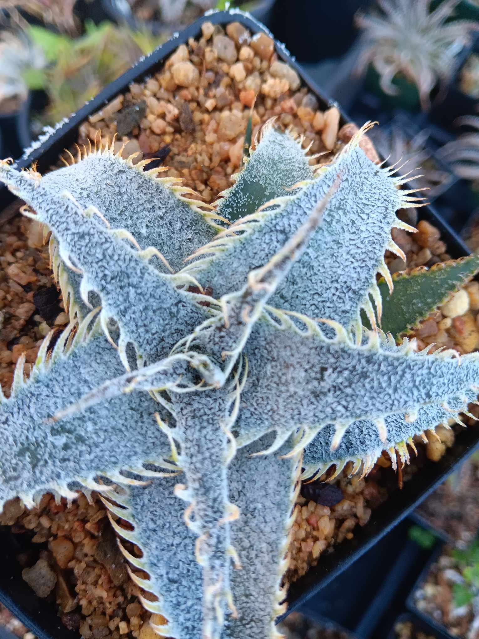 Dyckia marnier-lapostollei 連棘 ディッキア ディッキア