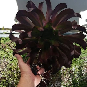 NEW. Aeonium 'Octo Ink'.  Massive rosettes of black,wavy leaves.