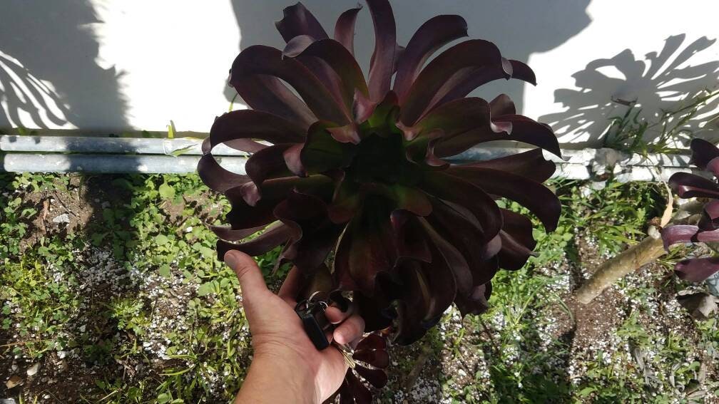 NEW. Aeonium 'Octo Ink'.  Massive rosettes of black,wavy leav…