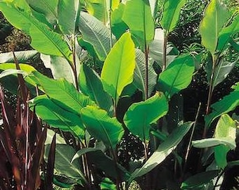 Canna 'Musafolia' GIGANTIC banana-like leaves.  Grows to 15 feet