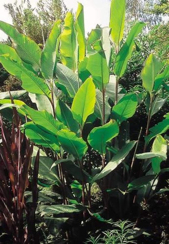 carolina jasmine plant Carolina Jasmine Vine | 5 gallon