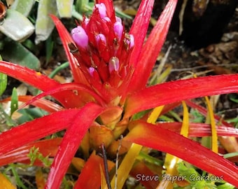 Aechmea recurvata- WOW! Intense color.