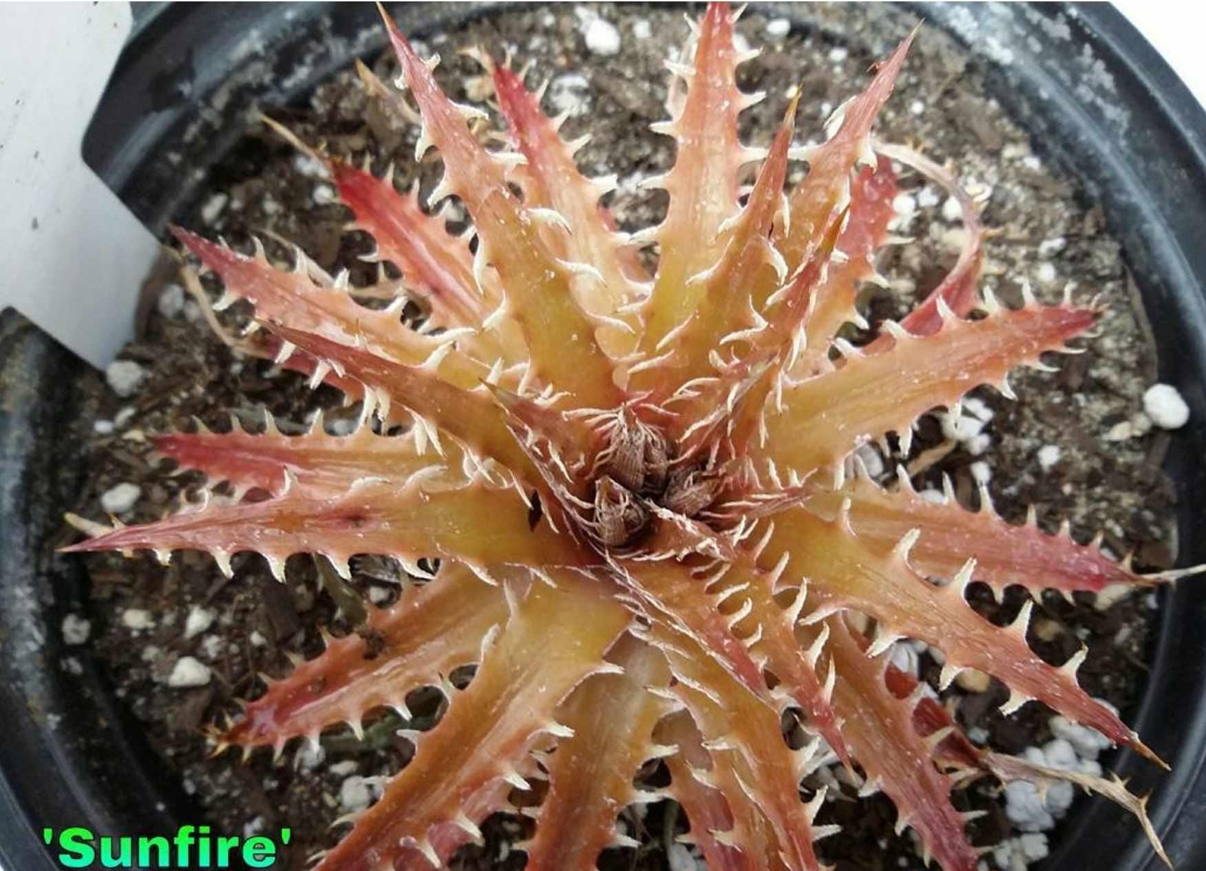 Dyckia Plants - Etsy Dyckia Plants - Etsy