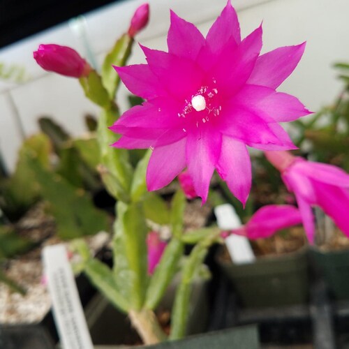 Variegated Christmas Cactus Rare Not Common 4 Etsy Singapore