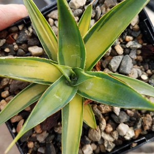 Agawa 'Blue Glow' odmiana medio-picta Aurea ROZMIAR JEDNOGALONOWY!