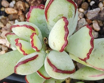 Cotyledon 'Choco Line'- NOT IMPORTED. California grown.