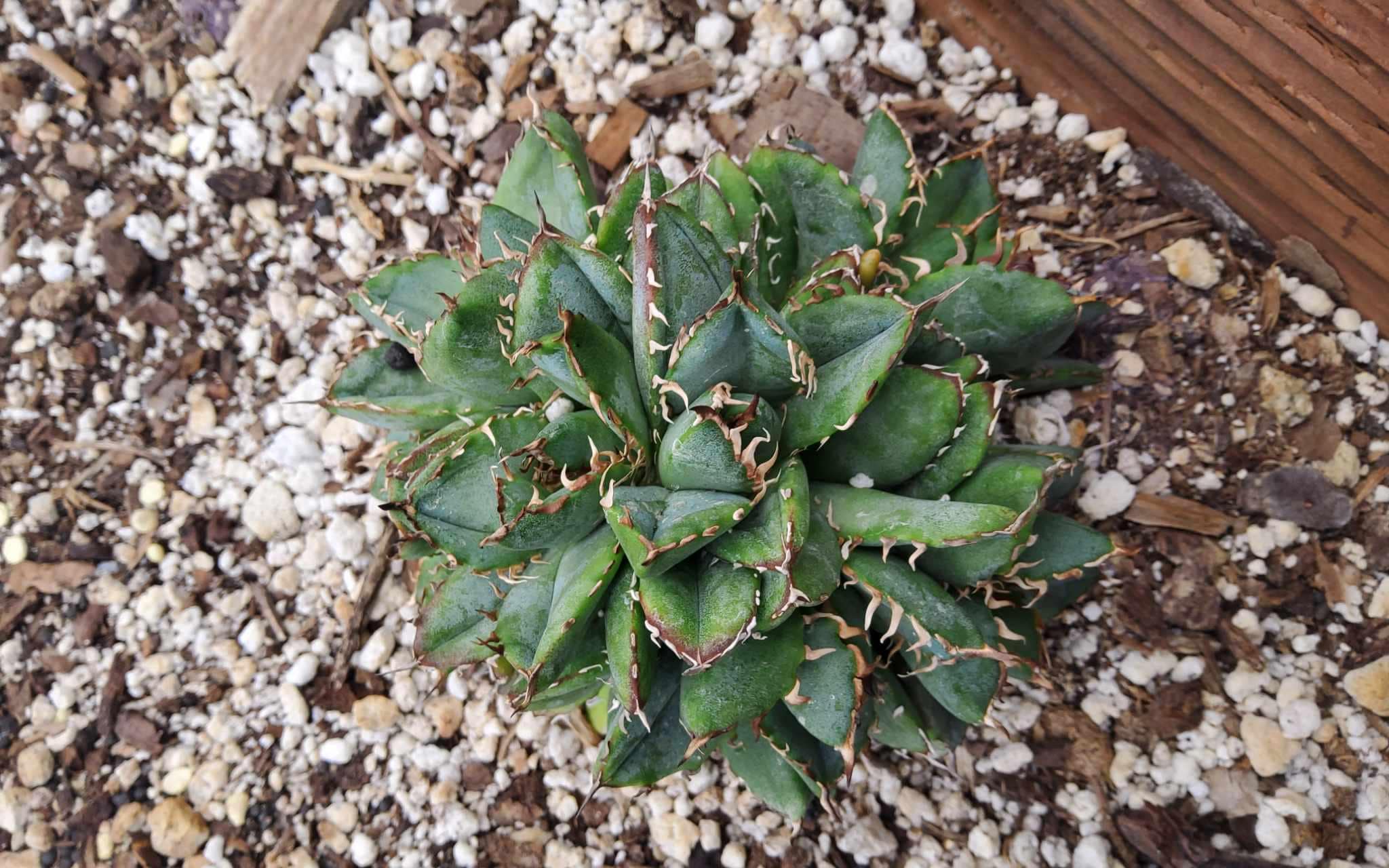 Agave Oteroi - Etsy
