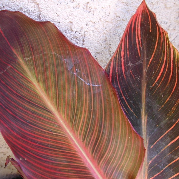 Canna Tropicana ('Phaison') PP10569