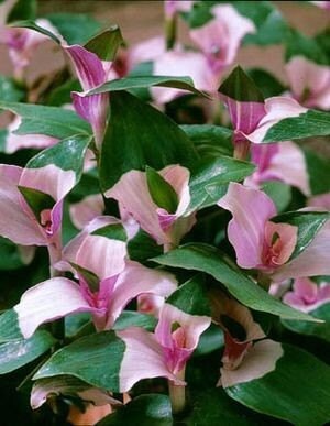 Variegated Tradescantia 'Blushing Bride' plant