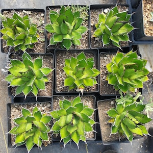 May include: Overhead shot of several potted succulents. The plants have green leaves with white edges and sharp, pointed tips. The pots are square and filled with soil. The plants are arranged in a grid pattern.