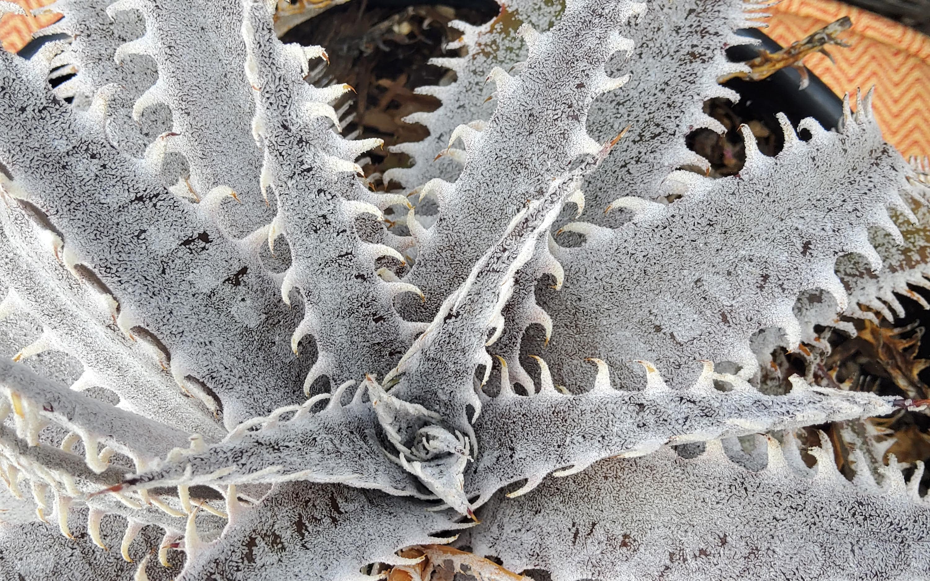 Silver Dyckia Plant - Etsy