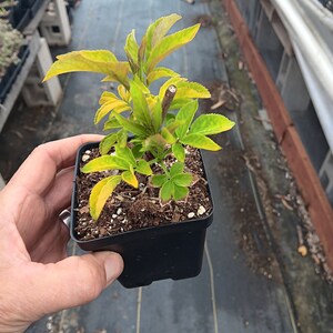 Sambucus nigra 'Aurea' Chartreuse Black Elderberry Beautiful and hardy image 5