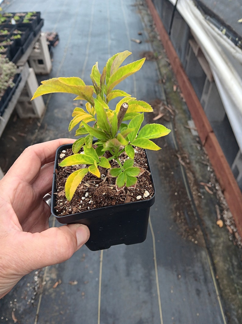 Sambucus nigra 'Aurea' Chartreuse Black Elderberry Beautiful and hardy image 5