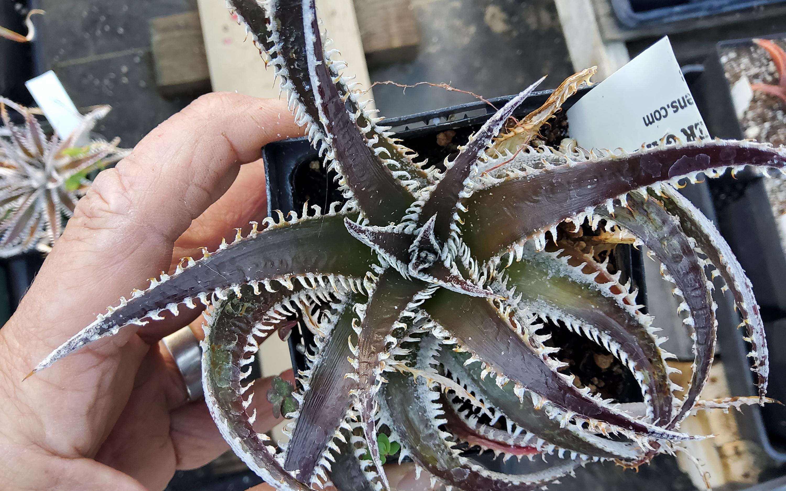 S-Dyckia -ディッキア-9-Hybrid Tarzan #Q-04 x Bangkok Star