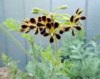 Pelargonium rutaceum.  Amazing black flowers.