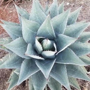 Agave Oteroi - Etsy