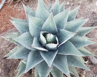 Agave montana 'Big Sky'