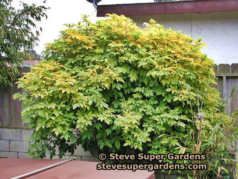 Sambucus nigra 'Aurea' Chartreuse Black Elderberry Beautiful and hardy image 2