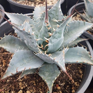 Agave parrasana 'Meat Claw'-  Gorgeous, amazing teeth. 4 INCH POT SIZE