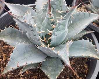 Agave parrasana 'Meat Claw'-  Gorgeous, amazing teeth. 4 INCH POT SIZE