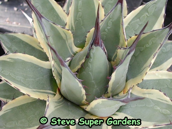 アガベ Agave applanata 'Butter Cream' 122 Agave applanata Butter Cream | Butter Cream Dwarf Century Plant