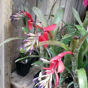 Billbergia buchholzi. Gorgeous, rare Bromeliad.