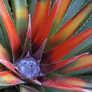 Fascicularia bicolor. Gorgeous, rarely offered Bromeliad image 2
