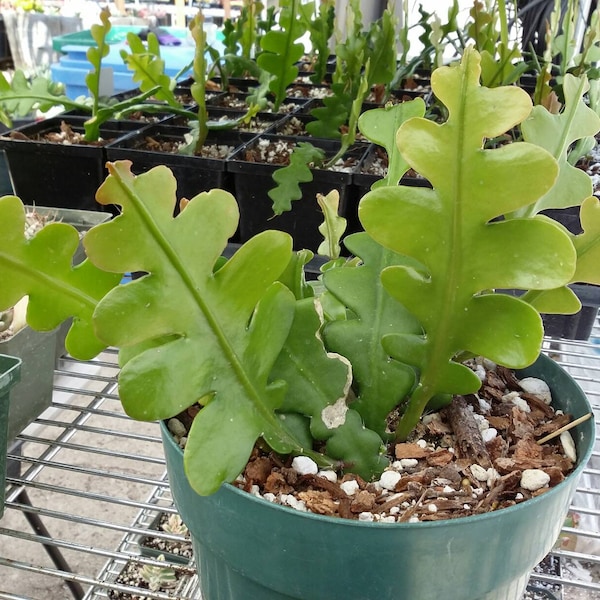 Epiphyllum anguligar. Super FRAGRANT!