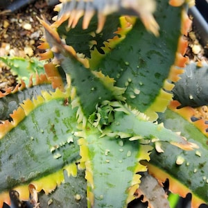 Hybrid Aloe 'rainbow Demogorgon'- NEW Steve Super Gardens Introduction -  Etsy