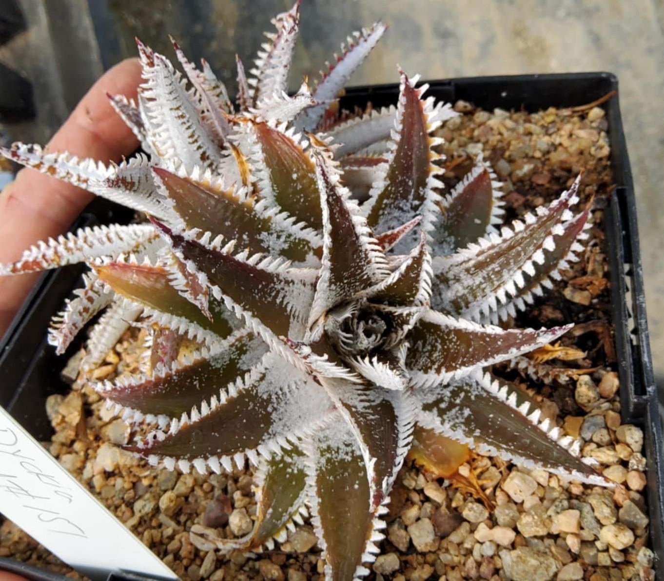 【保障できる】 Dyckia Silver Plant Etsy - ブロメリア・エアープランツ