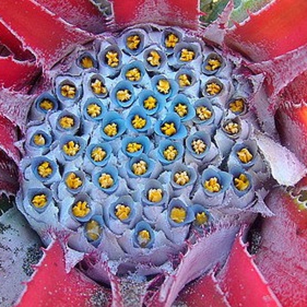Fascicularia bicolor.  Gorgeous, rarely offered Bromeliad