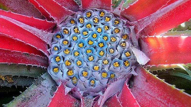 Fascicularia bicolor. Gorgeous, rarely offered Bromeliad image 1