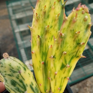 Opuntia 'Sunburst'  variegated